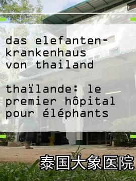 泰国大象医院